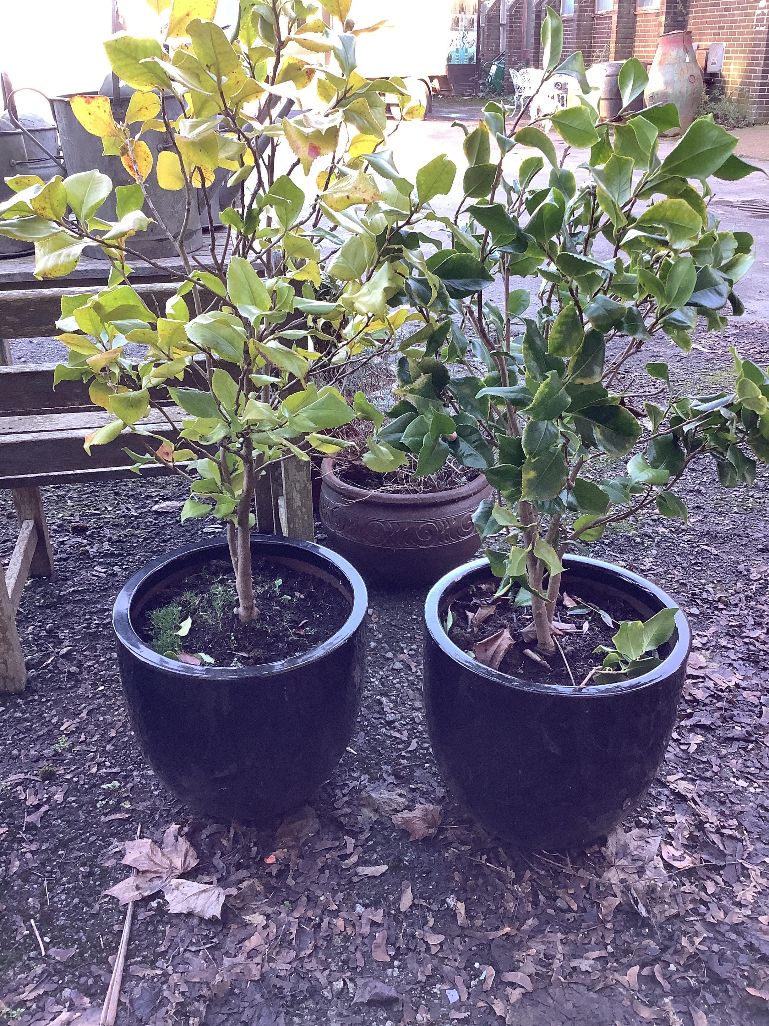 A pair of glazed earthenware circular garden planters, diameter 40cm, height 35cm